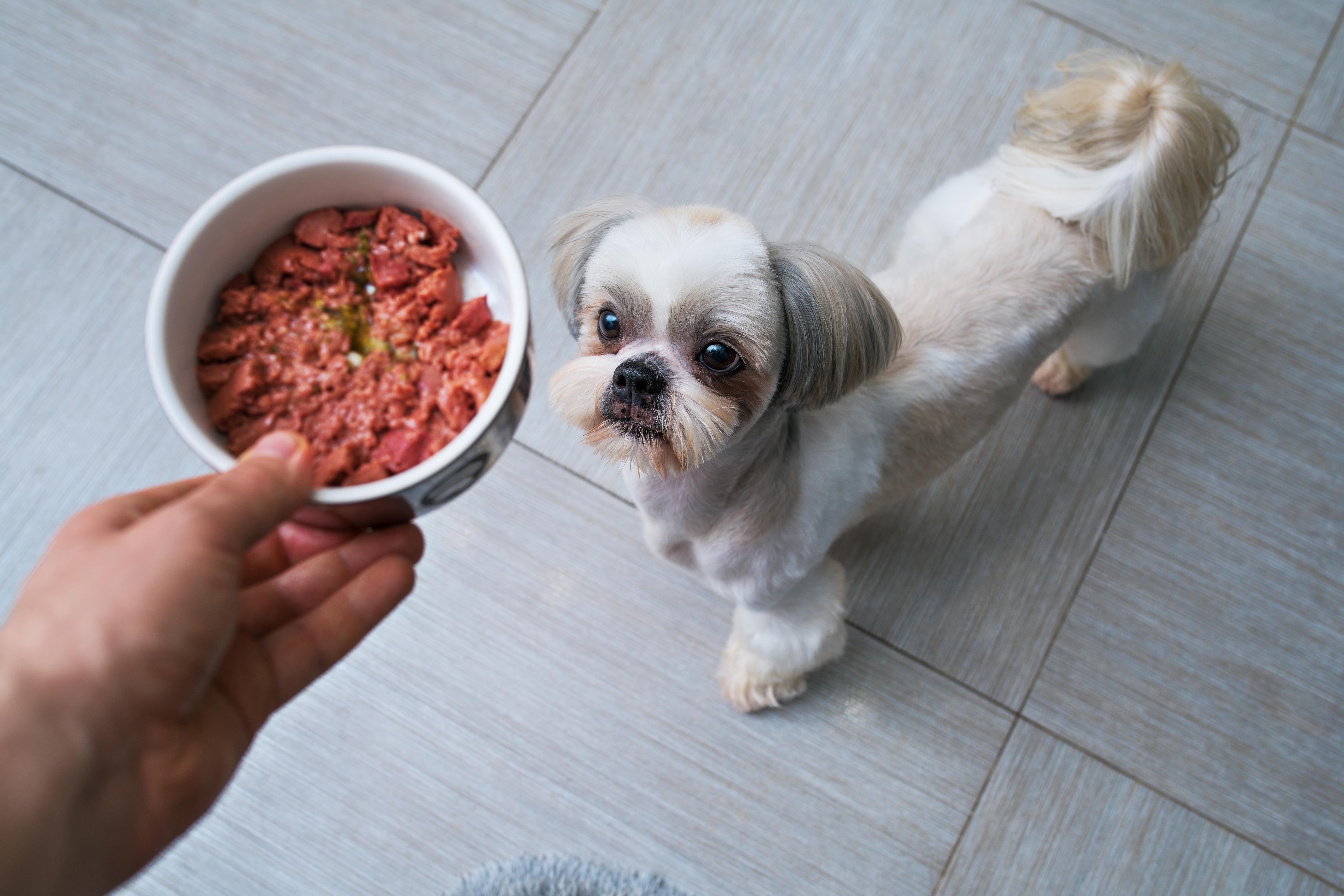 dog vitamins for homemade dog food